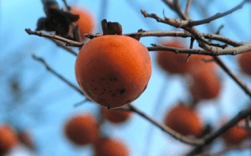 persimmons